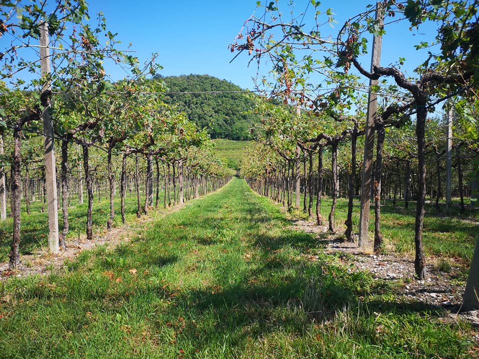 Amarone Fässer aus Italien